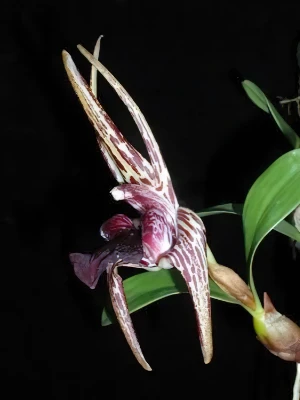 Bild von Epigeneum amplum 3